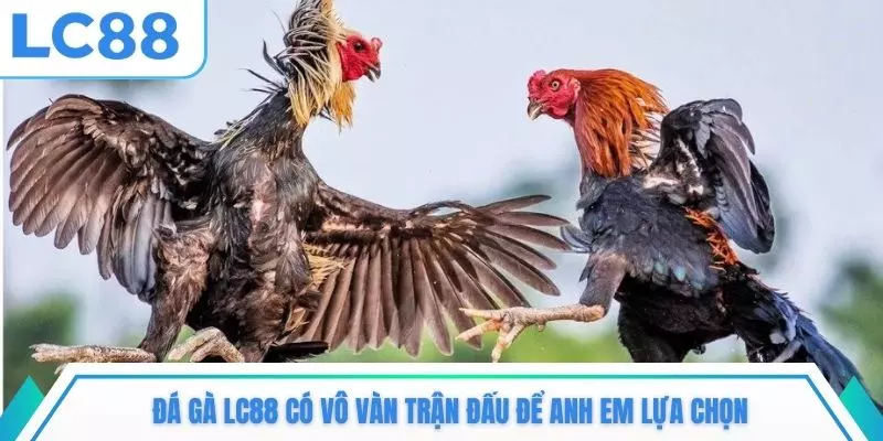 Đá gà LC88 có vô vàn trận đấu để anh em lựa chọn