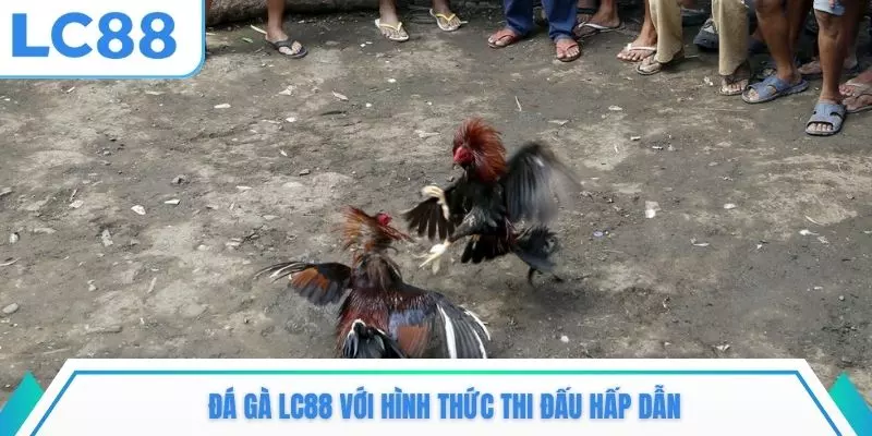 Đá gà LC88 với hình thức thi đấu hấp dẫn