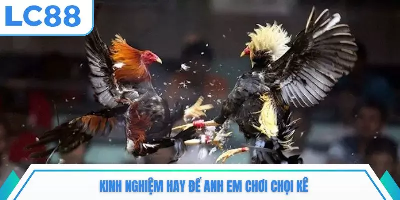 Kinh nghiệm hay để anh em chơi chọi kê