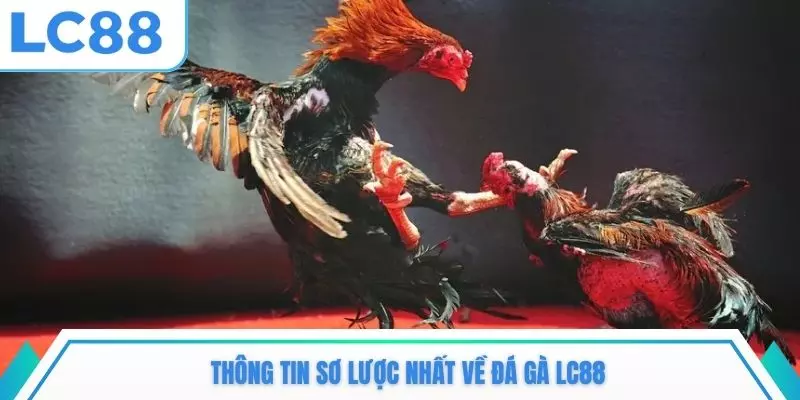 Thông tin sơ lược nhất về đá gà LC88